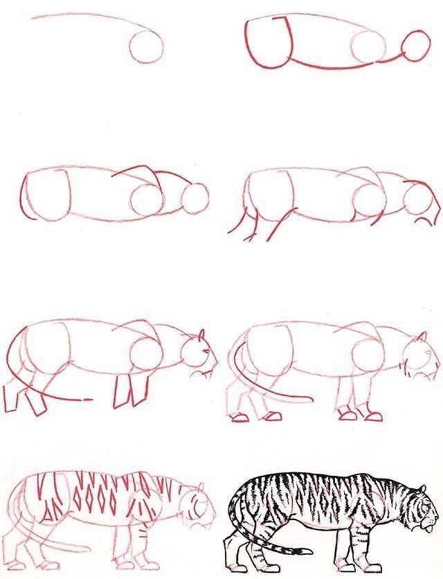Как легко нарисовать тигра карандашом поэтапно — для детей и взрослых