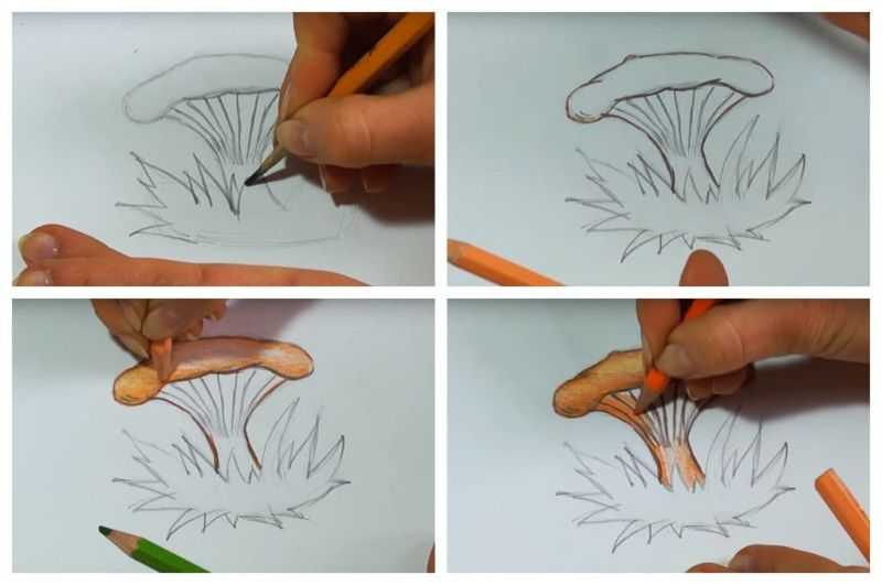 Как правильно нарисовать карандашом съедобные грибы поэтапно для начинающих и детей? как нарисовать гриб рыжик, лисичку, белый, сморчок, подберезовик карандашом и красками? рисунки съедобных грибов для детей с названиями: фото
