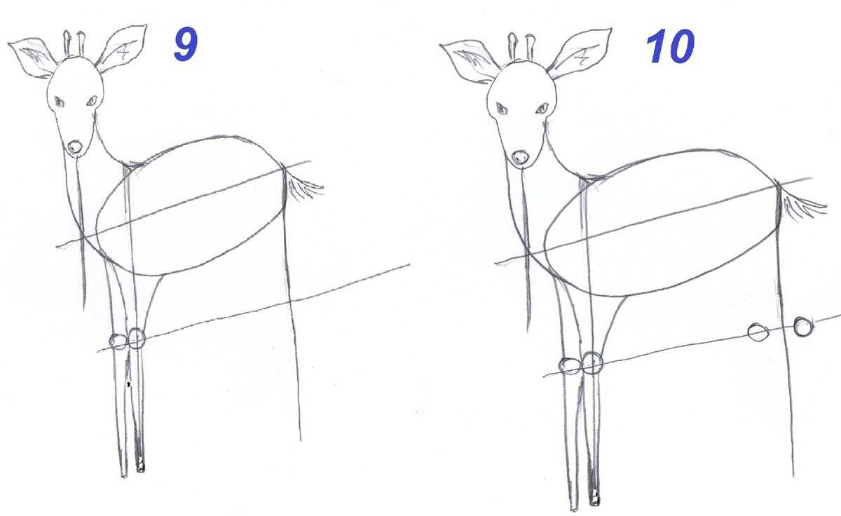 Поэтапное рисование с детьми: изображаем оленя