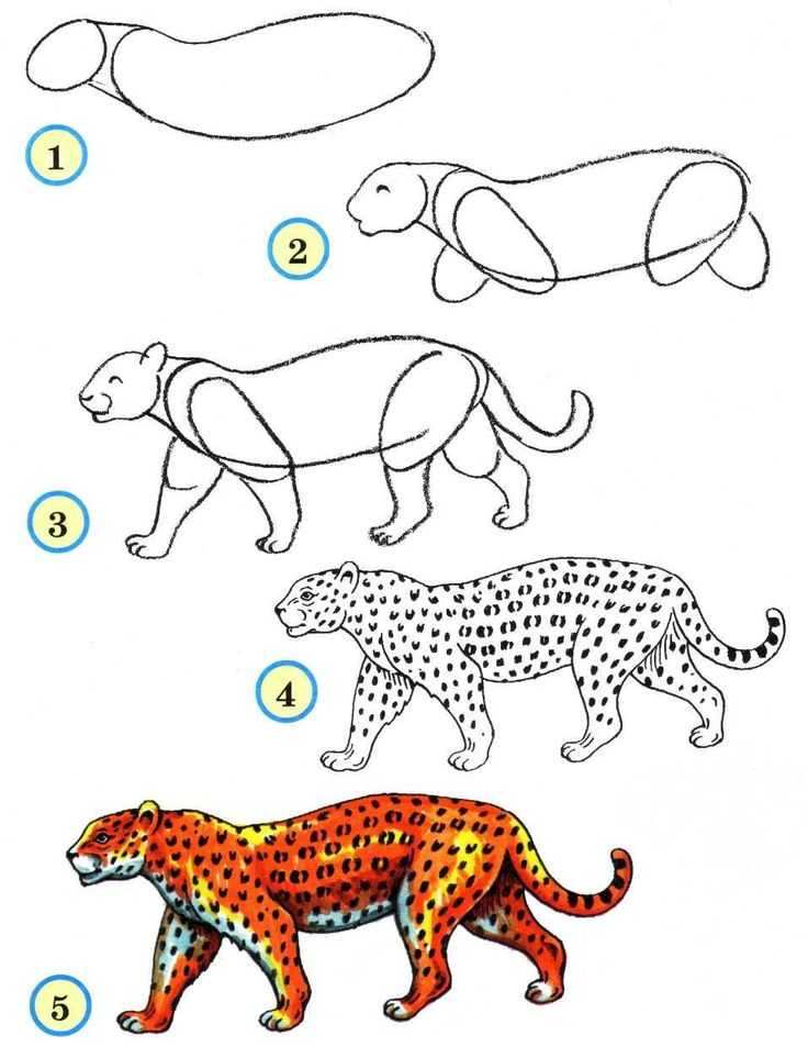 Как легко и красиво нарисовать диких животных поэтапно карандашом для начинающих