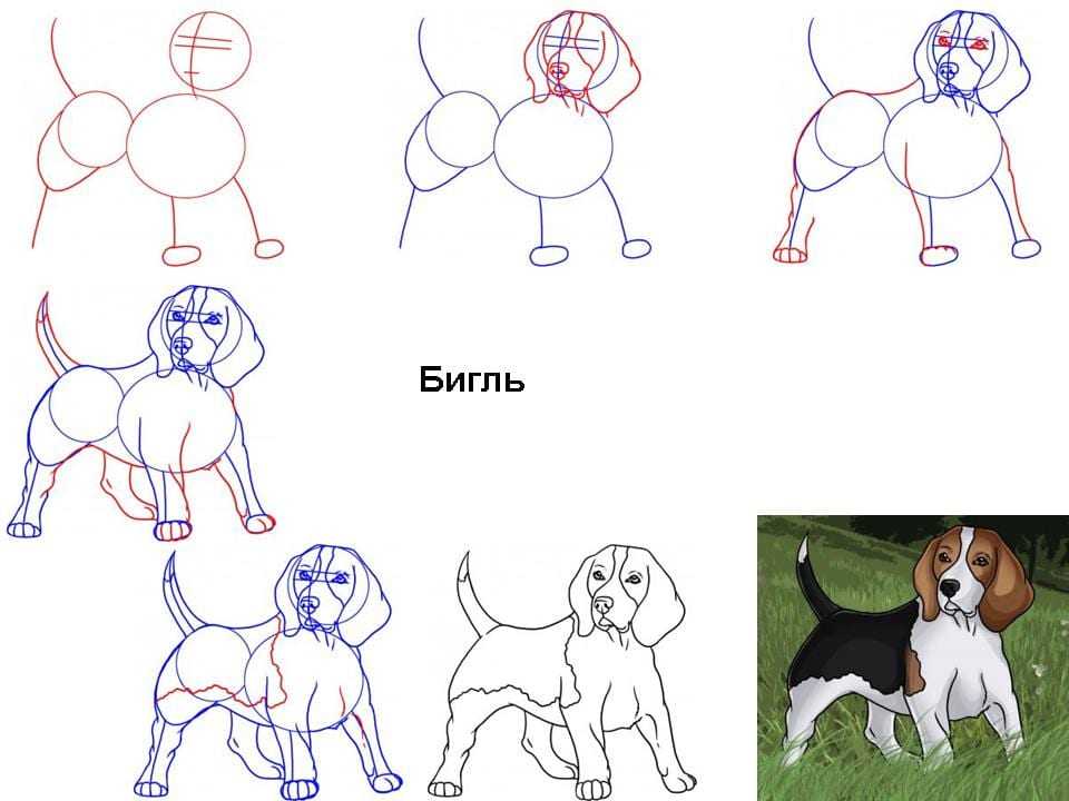 Как нарисовать собаку карандашом легко и красиво: поэтапная инструкция с описанием для начинающих и детей