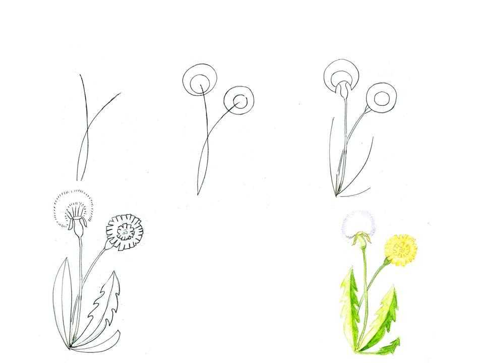 Как нарисовать цветы карандашом поэтапно для начинающих