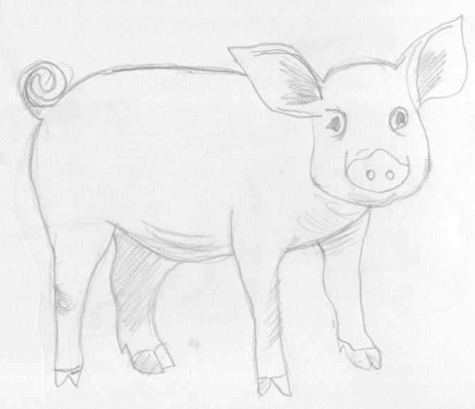 Как нарисовать свинью или поросенка быстро и просто