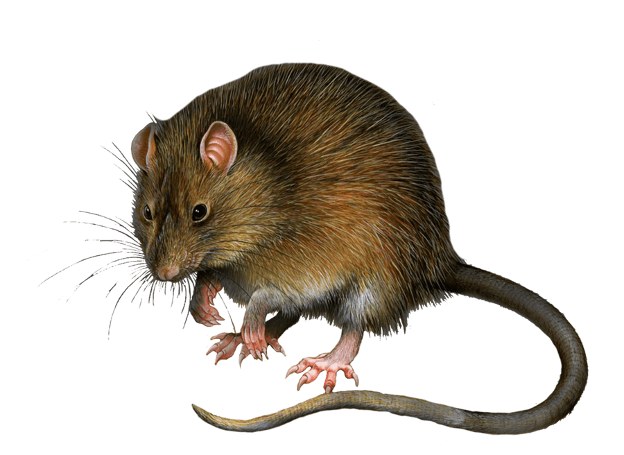 Крыса клипарт мышонок - крыса клипарт - потрясающие бесплатные прозрачные png клипарт изображения скачать бесплатно