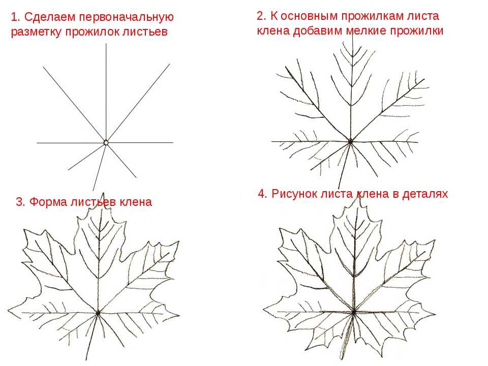 Как нарисовать кленовый лист пошагово своими руками: этапы создания кленового листа карандашом (инструкция, картинки, примеры)