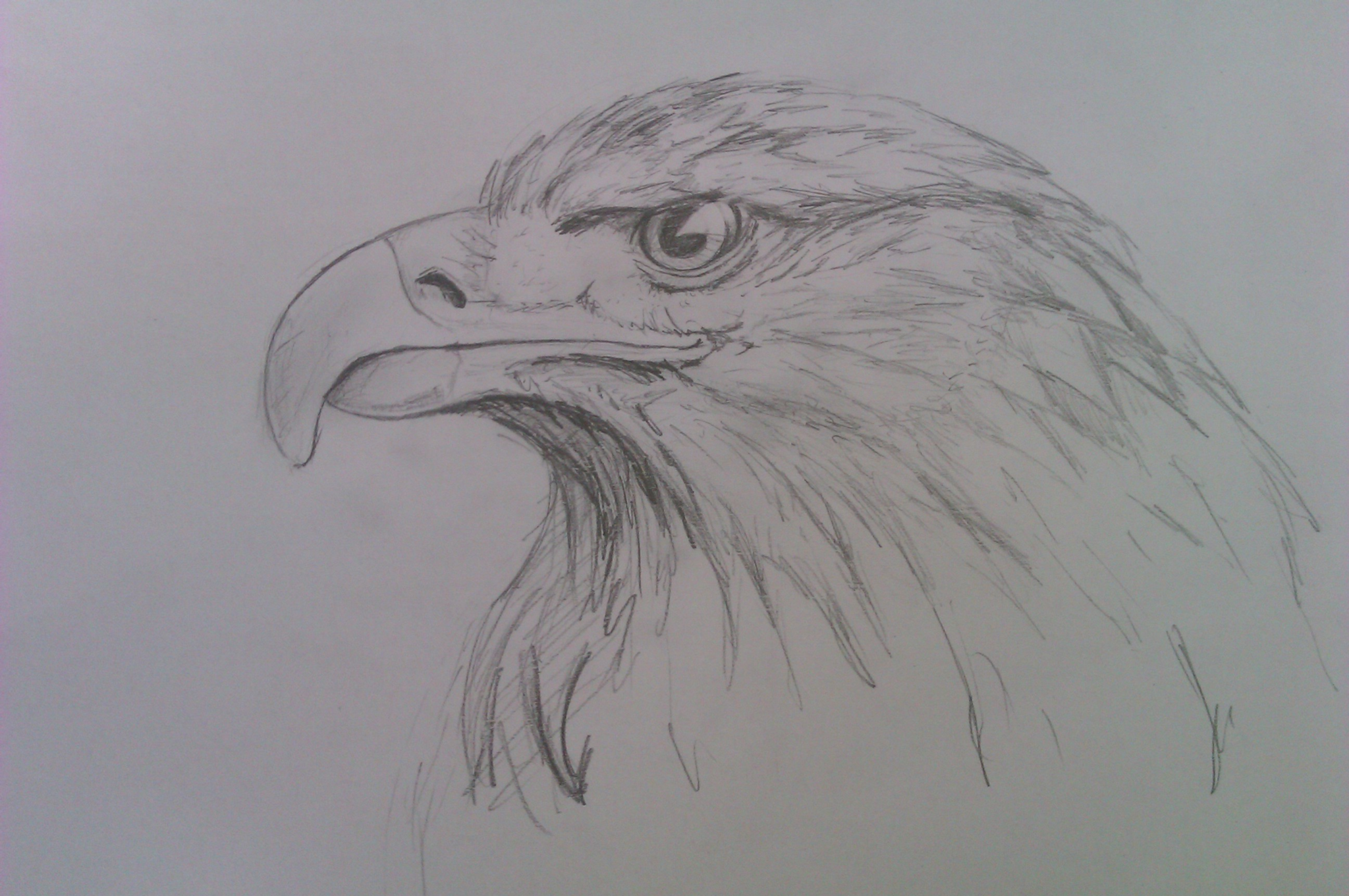 Как нарисовать орла в полете поэтапно — пошаговые уроки рисования