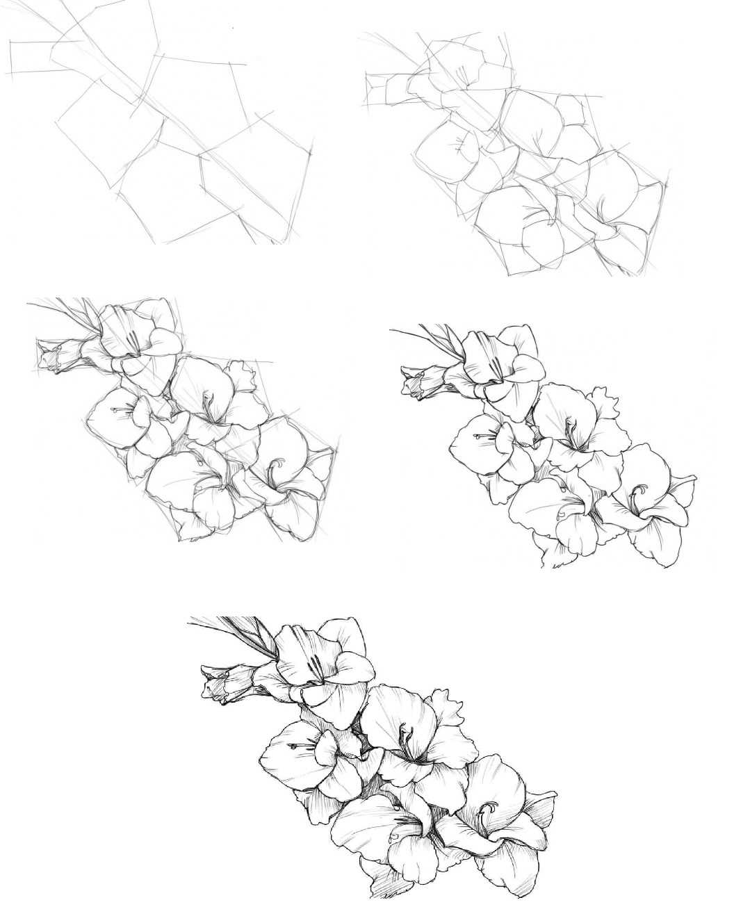 Как нарисовать гладиолус поэтапно для начинающих карандашом