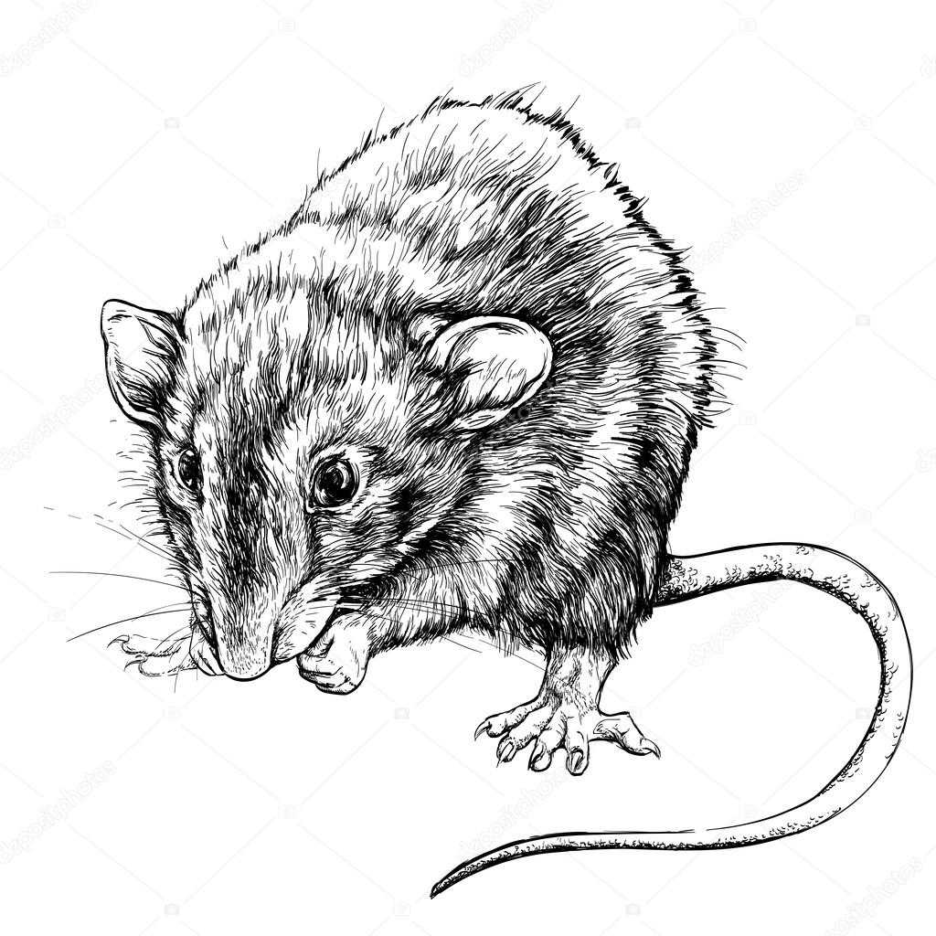Как нарисовать крысу символ 2020 года карандашами поэтапно