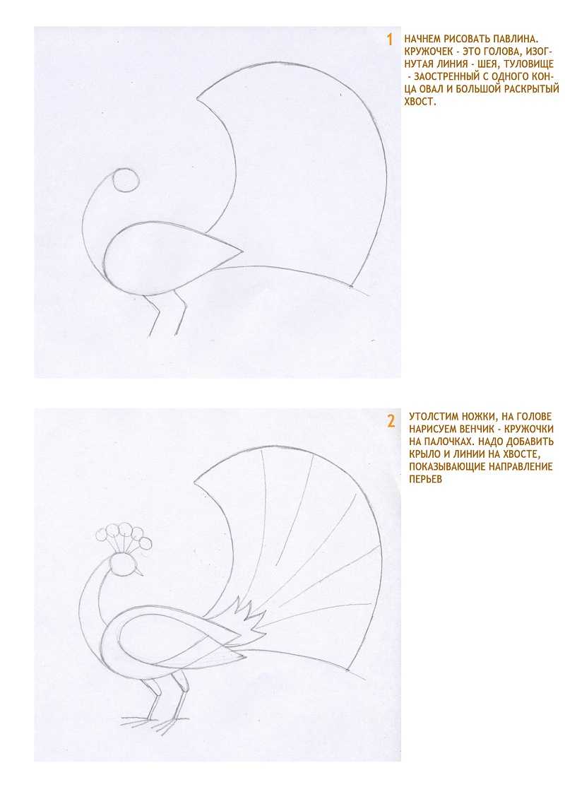Как нарисовать птицу (92 фото): поэтапная инструкция для ребенка и начинающих