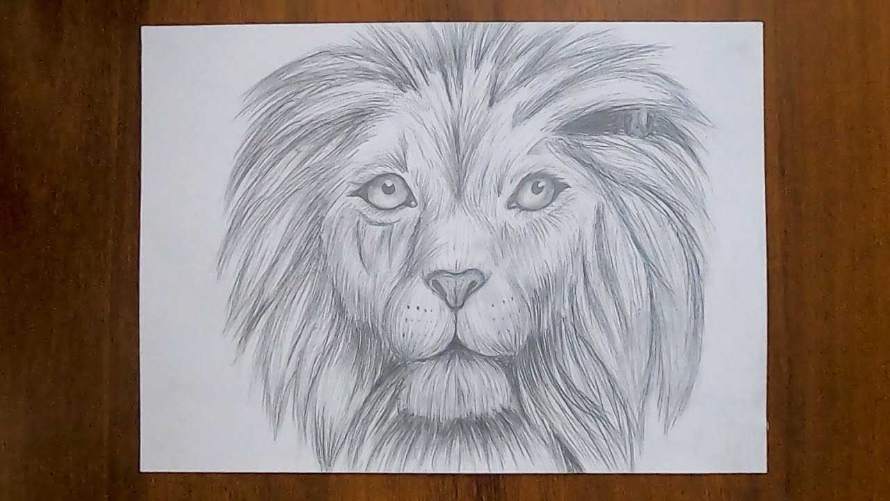 Как нарисовать льва поэтапно карандашом (63 фото) - легкие мастер-классы для детей