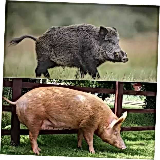 Породы свиней
