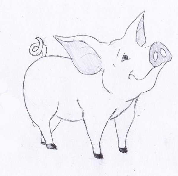 Как нарисовать свинью (поросенка) своими руками: поэтапный рисунок карандашом и красками