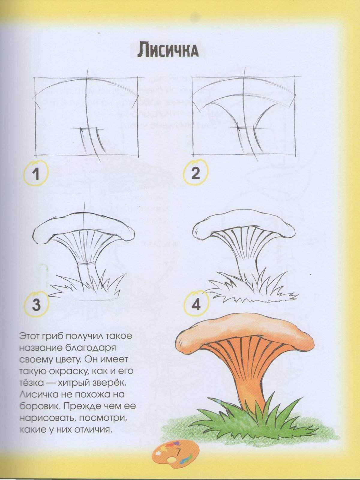 Как нарисовать грибы | рисунок белого гриба карандашом, поэтапно