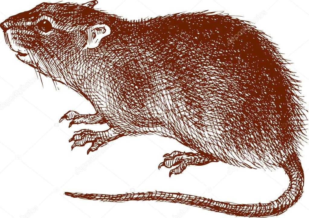 401 мышь и крыса своими руками: вы будете пищать от восторга!
