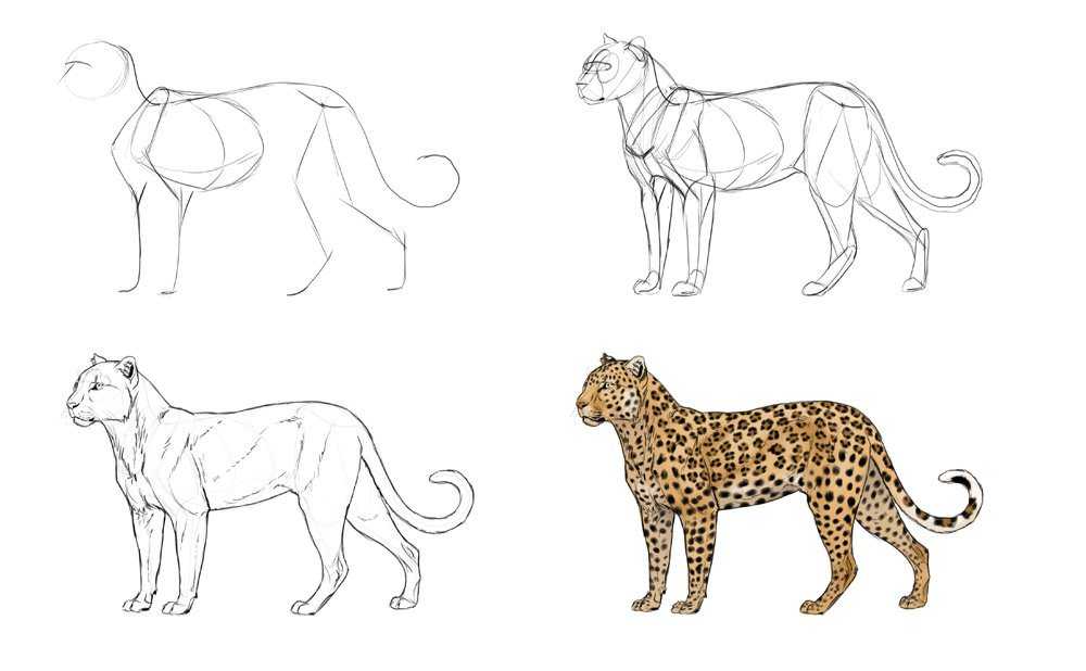 Как нарисовать тигра поэтапно карандашом. топ вариантов для начинающих