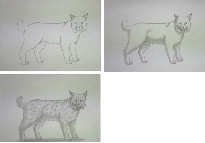 Как нарисовать рысь акварелью. пошаговый урок "как нарисовать рысь"