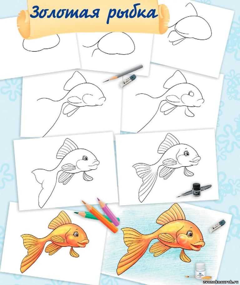 Как нарисовать рыбу поэтапно карандашом. топ вариантов для начинающих