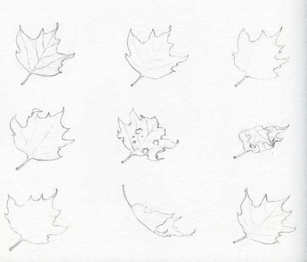 Как нарисовать листья - основные техники, мастер-классы, 40 фото идей с описанием