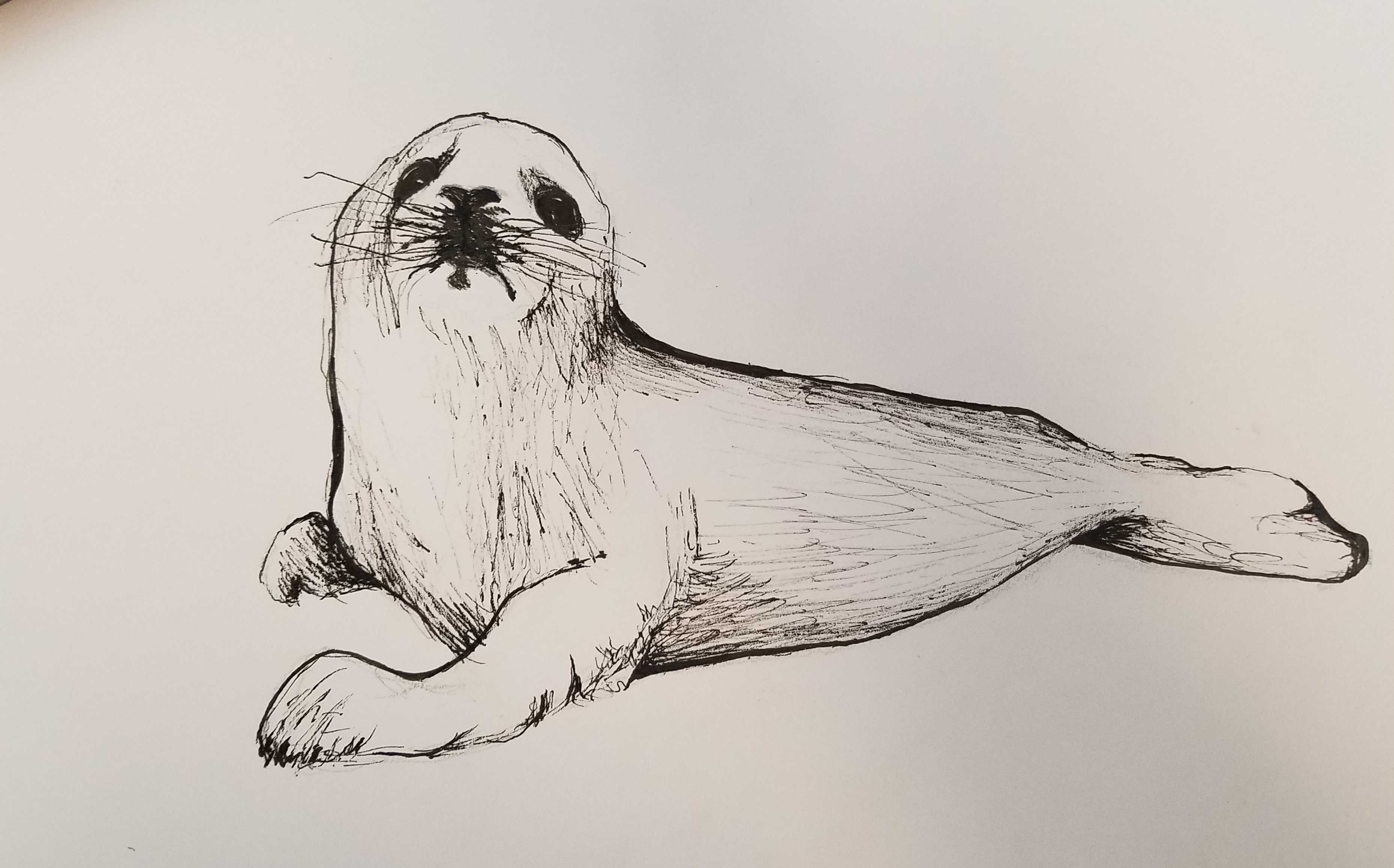 Как нарисовать животных поэтапно карандашом. топ вариантов для начинающих