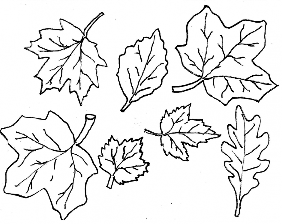 Красивый кленовый лист. шаблоны листьев (100 картинок и трафаретов)