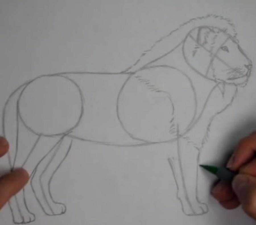 Рисунок льва карандашом: как нарисовать, мастер-класс, фото, видео