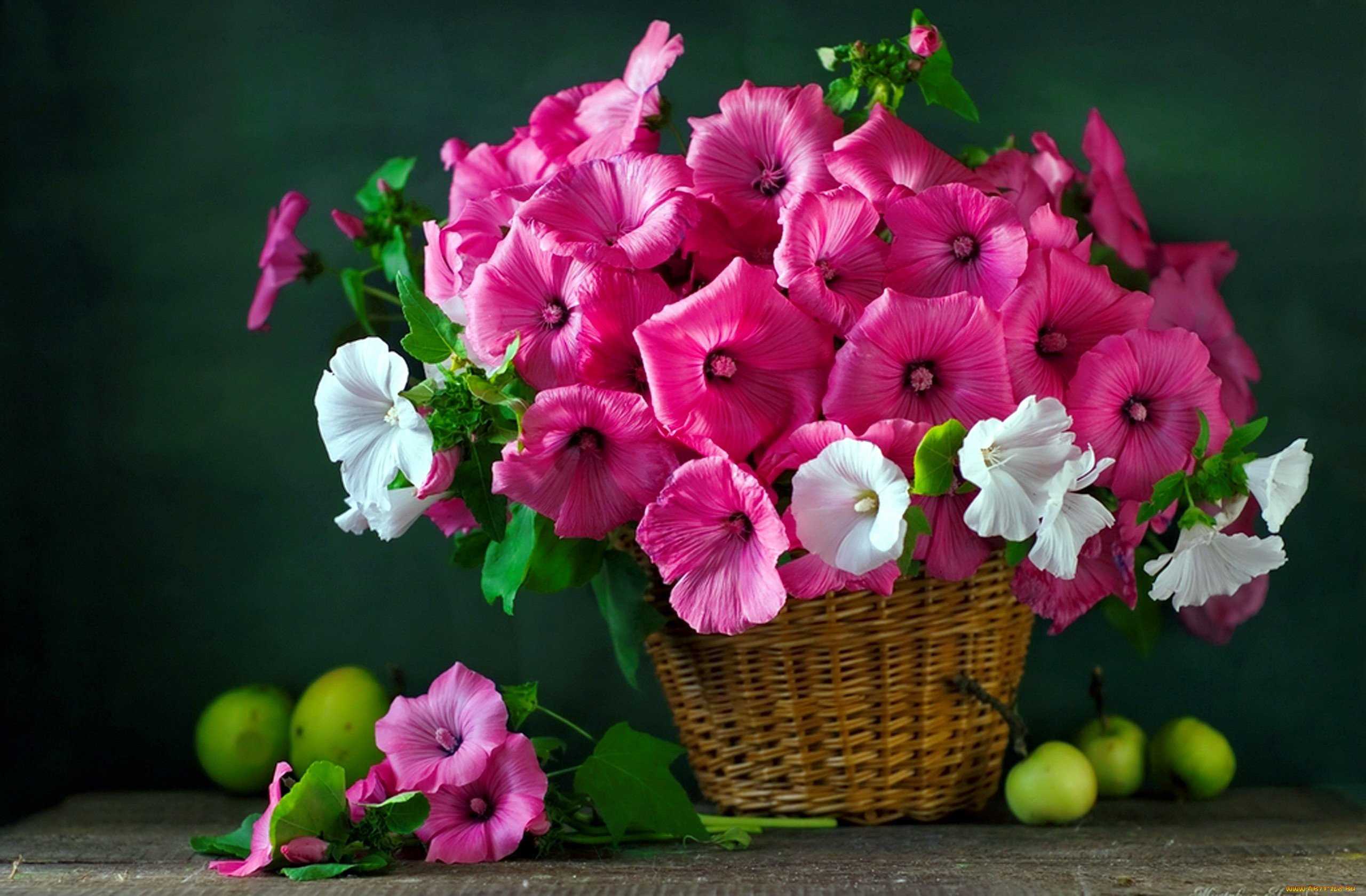 Открытки с днем рождения цветы ⋆ красивые картинки бесплатно