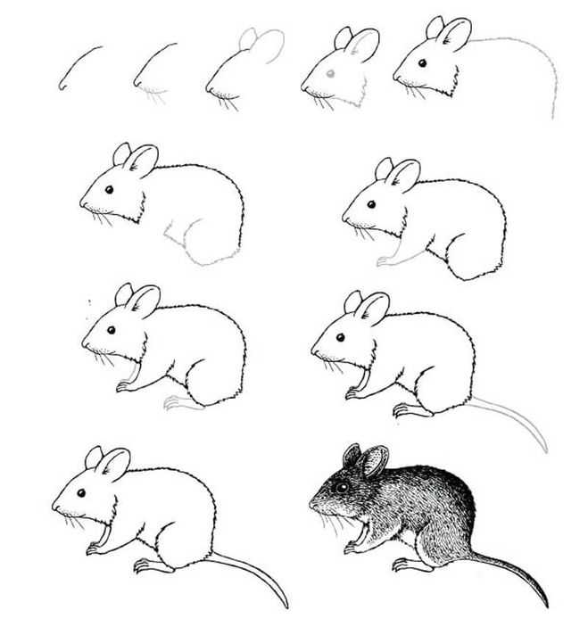 Как нарисовать мышку (100 картинок для срисовки) | семейная кучка