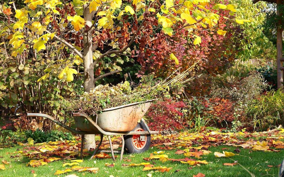 Большая коллекция удачных фото с осенними листьями По настоящему красивые листья красного и желтого цвета Большие картинки на тему осенний листопад