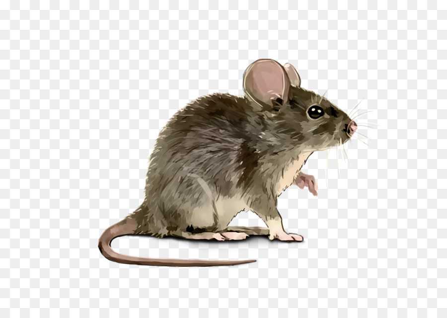 Крыса клипарт серая мышь - крыса клипарт png - потрясающие бесплатные прозрачные png клипарт изображения скачать бесплатно
