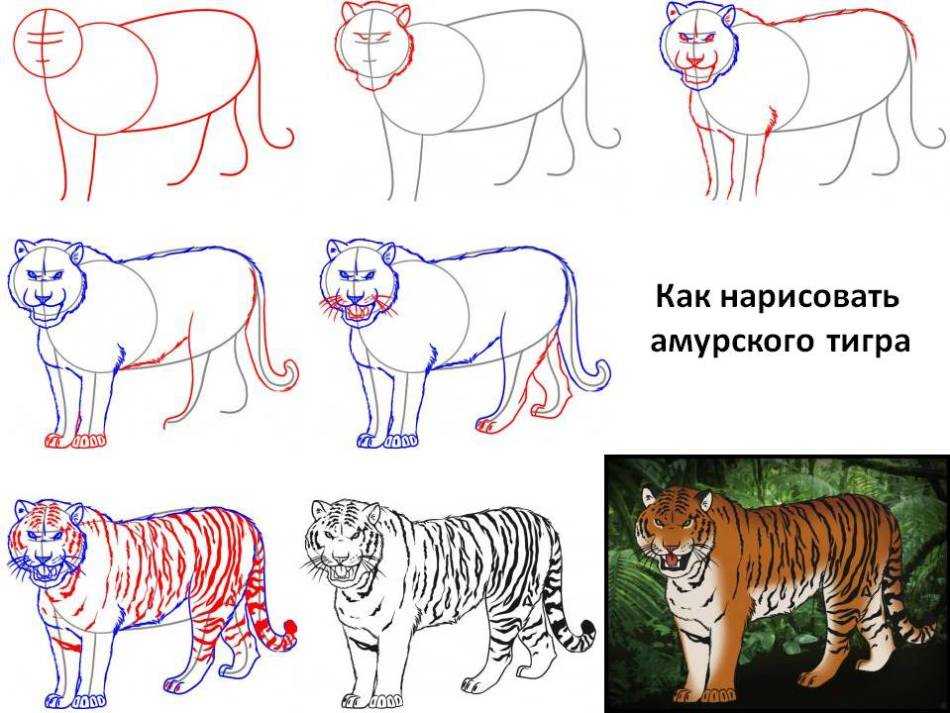 Как нарисовать тигра пошагово карандашом: легко и быстро, учимся рисовать по инструкциям и схемам для начинающих