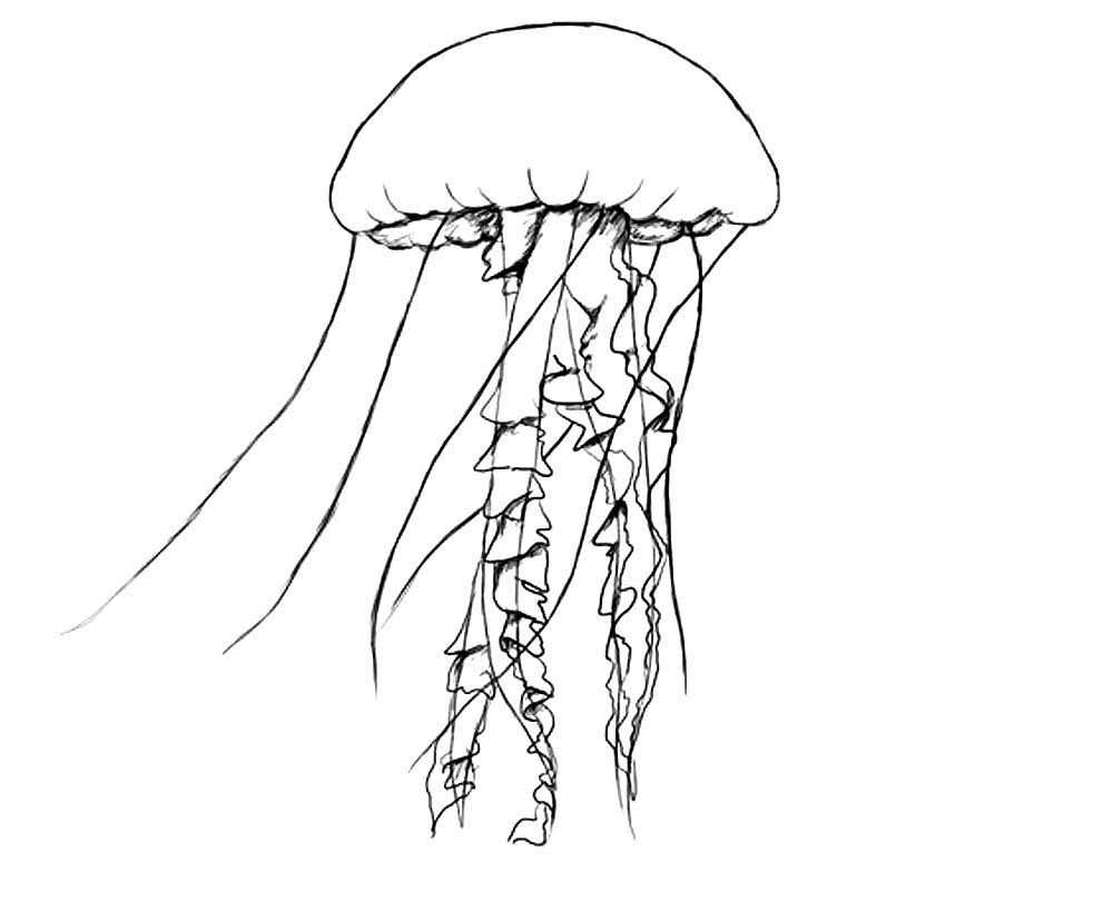 Как научиться рисовать медузу простым карандашом. как нарисовать медузу. как нарисовать голову медузы горгоны карандашом поэтапно
