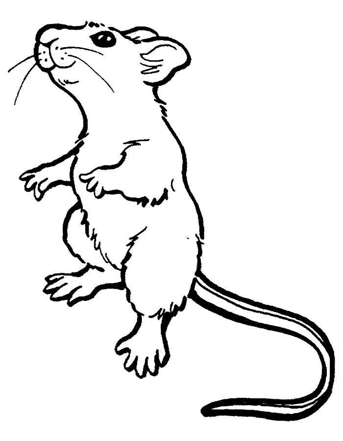 Раскраска мышка | раскраски  мышей, символа 2020 нового года