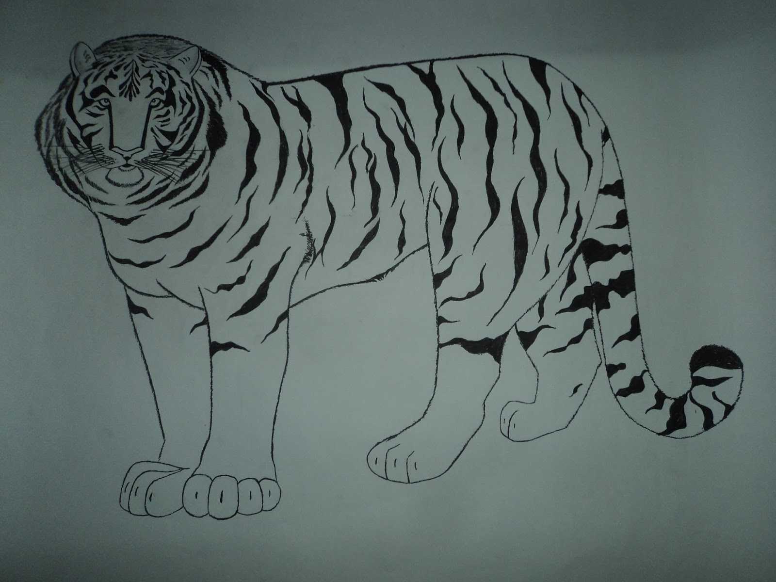 Нарисовать тигра карандашом поэтапно для начинающих, картинка тигренка для детей