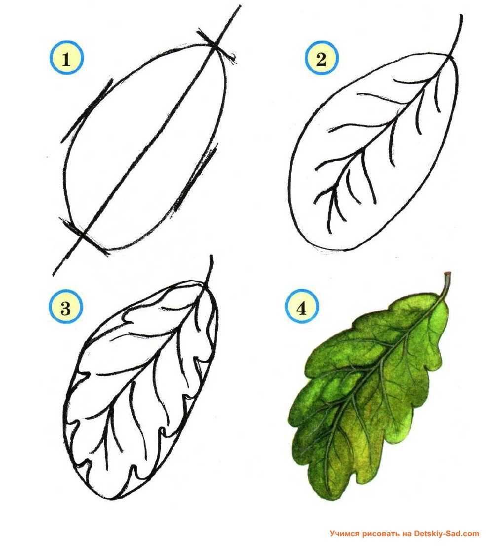 Как нарисовать листья - этапы основных вариантов рисунков и способы их создания (140 фото)