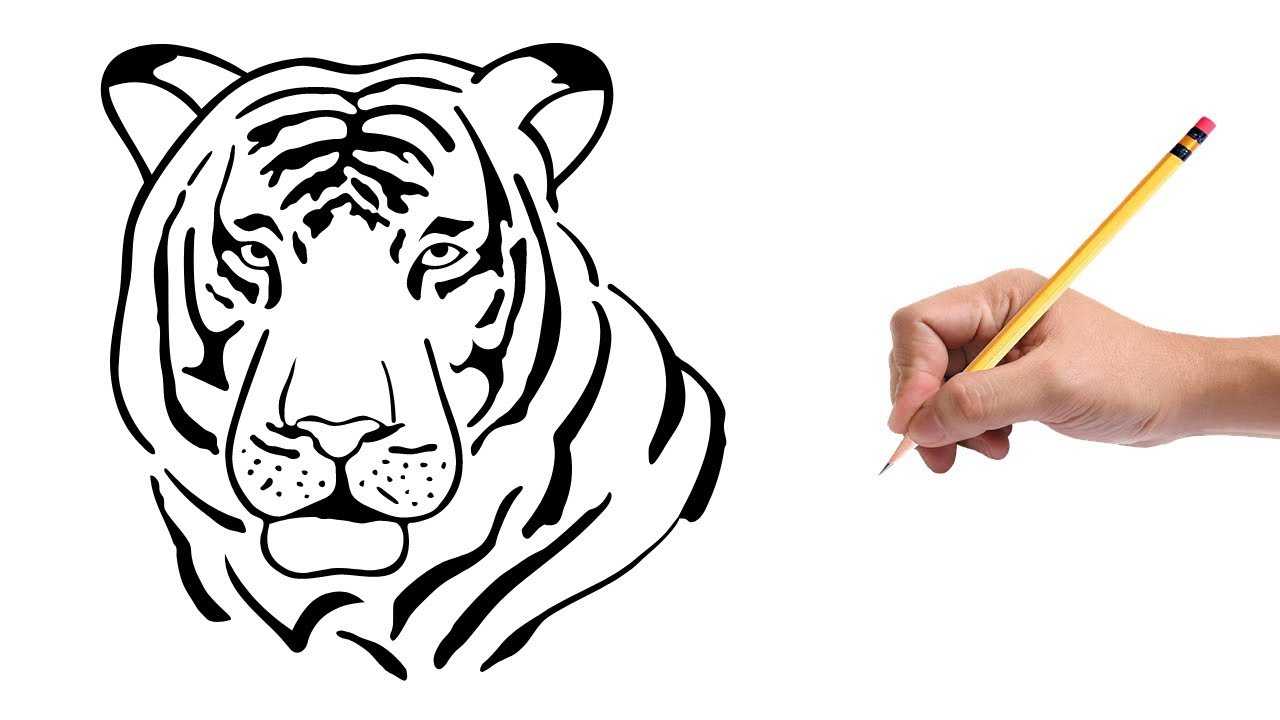 Как нарисовать тигра. как нарисовать маленького тигра