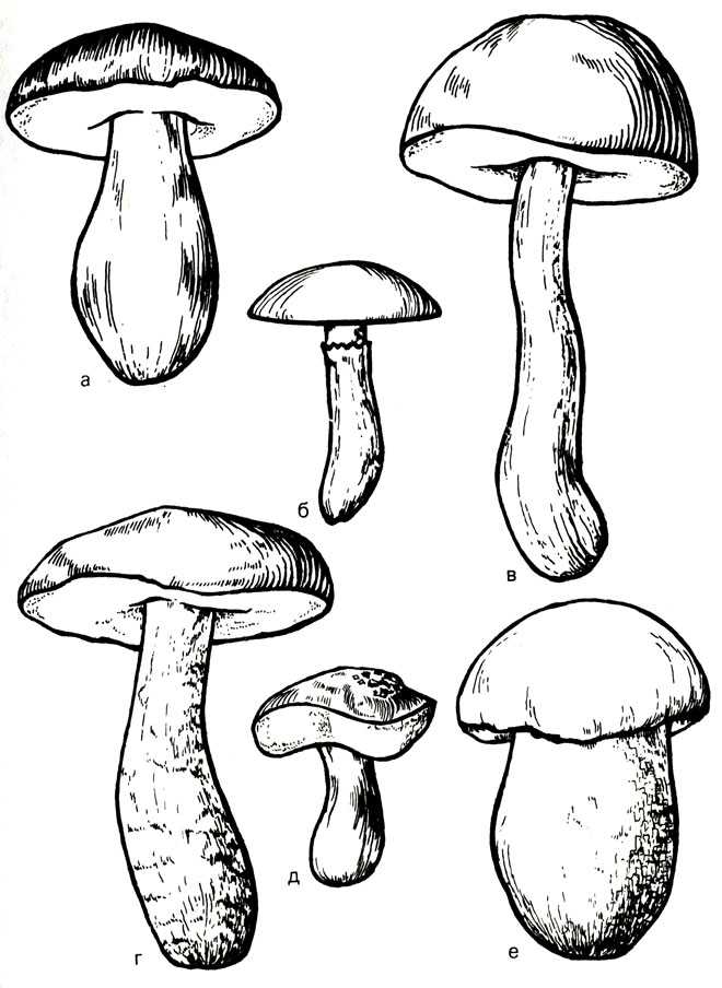 Как нарисовать гриб поэтапно карандашом - интересные мастер-классы для начинающих