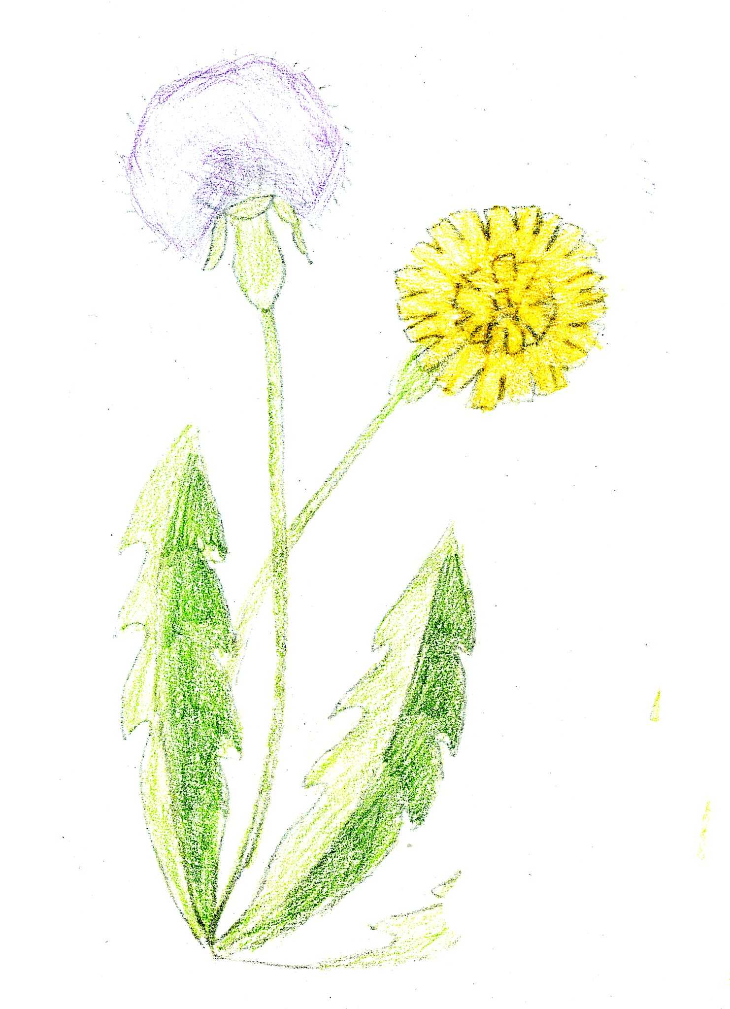 Как нарисовать цветок карандашом поэтапно: легкий способ быстро и красиво сделать набросок