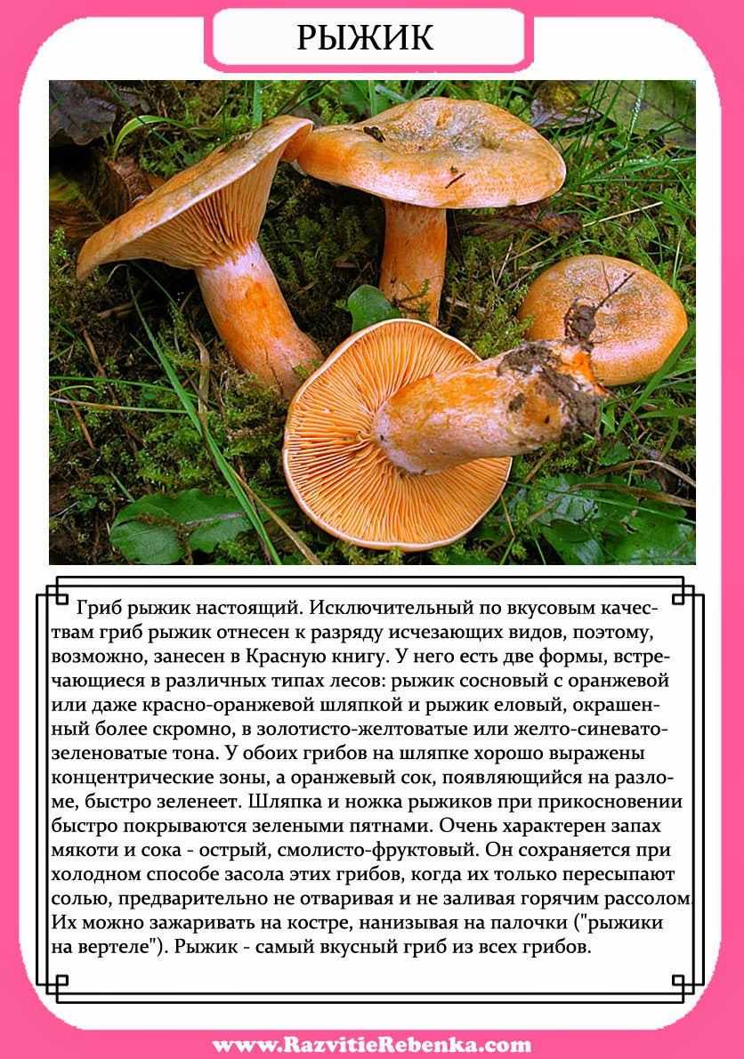 Раскраска грибы для детей распечатать бесплатно или скачать | ozornik.net