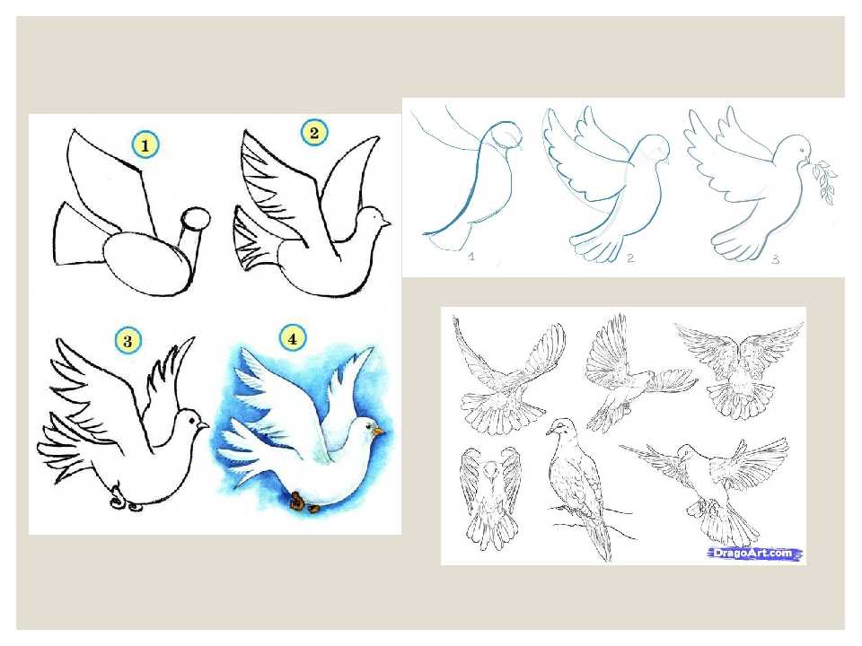 Как нарисовать голубя на день победы 9 мая поэтапно 3 урока
