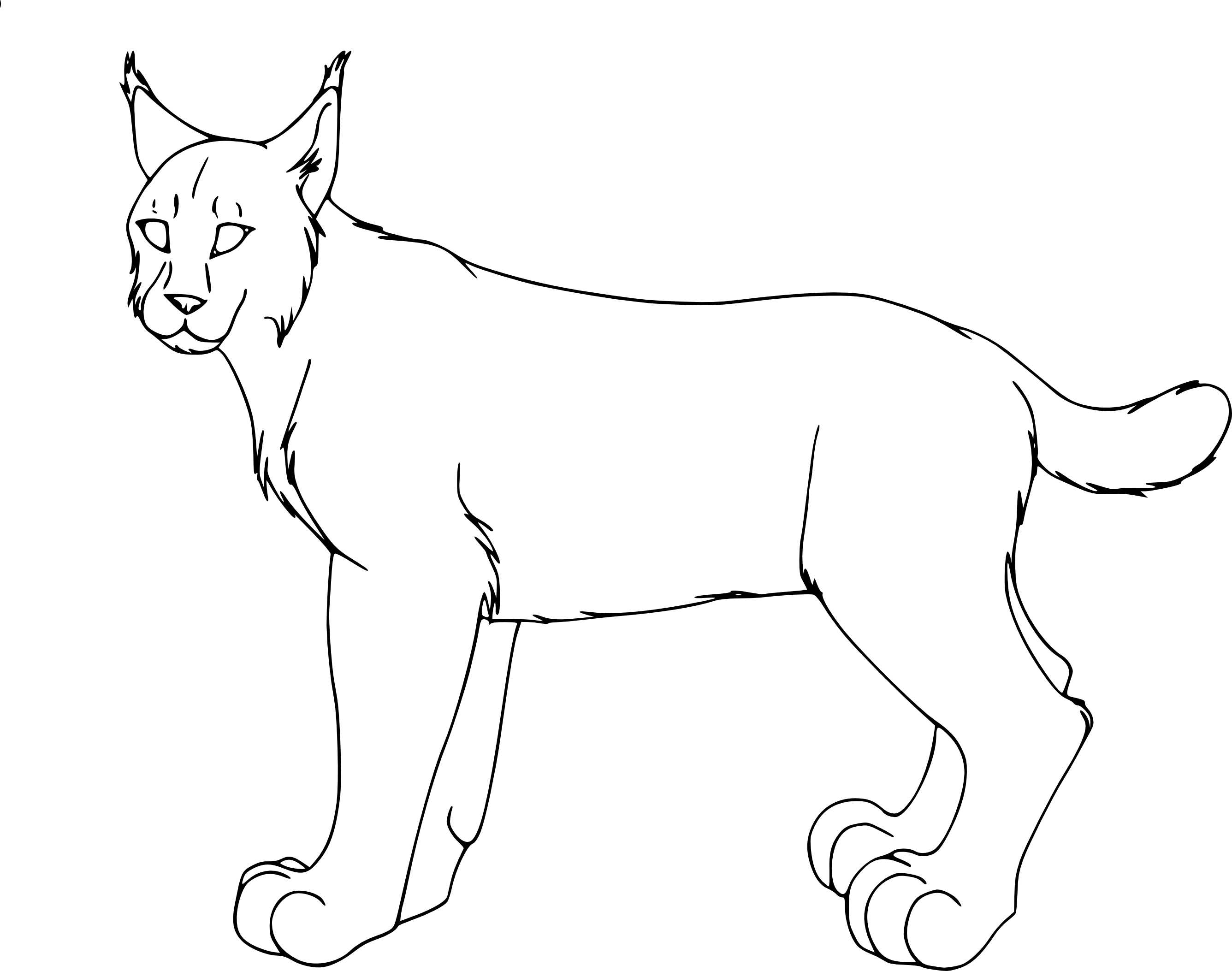 Как нарисовать голову дикой кошки? рисуем рысь рисуем рысь поэтапно карандашом для начинающих детей.