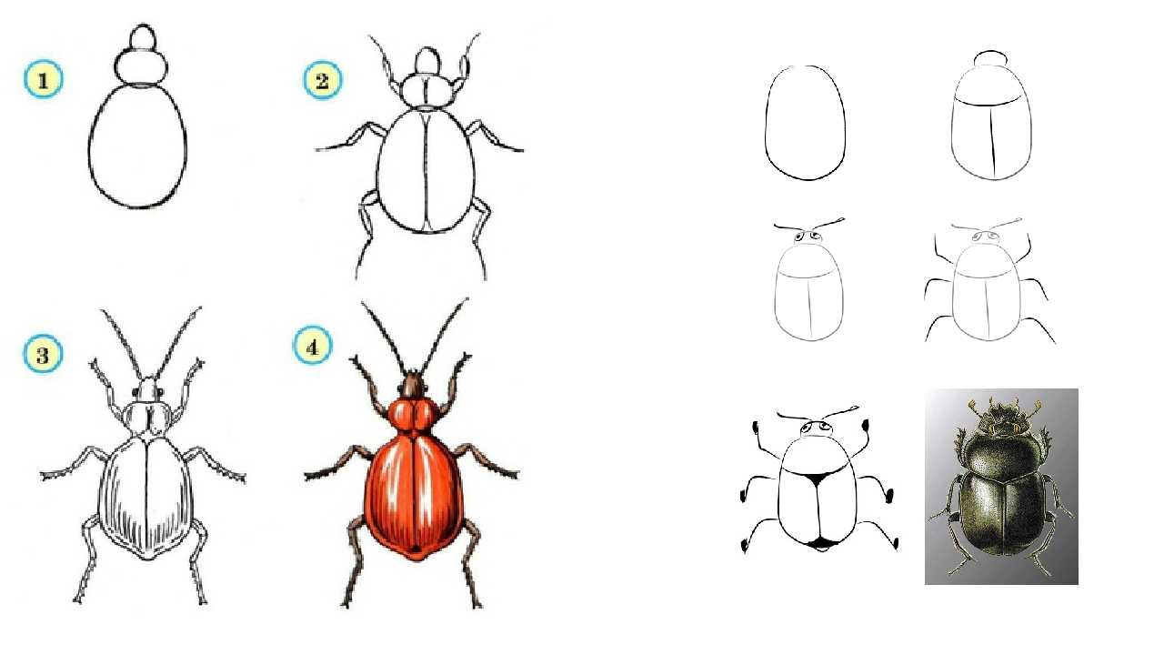 Урок изо 1 класс презентация поэтапное рисование. Рисование насекомые. Поэтапное рисование жука. Жук рисунок. Схема рисования насекомых для дошкольников.