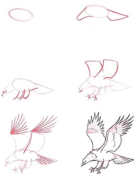 Как нарисовать орла поэтапно карандашом (56 фото) - мастер-классы для начинающих - журнал "сам себе изобретатель"