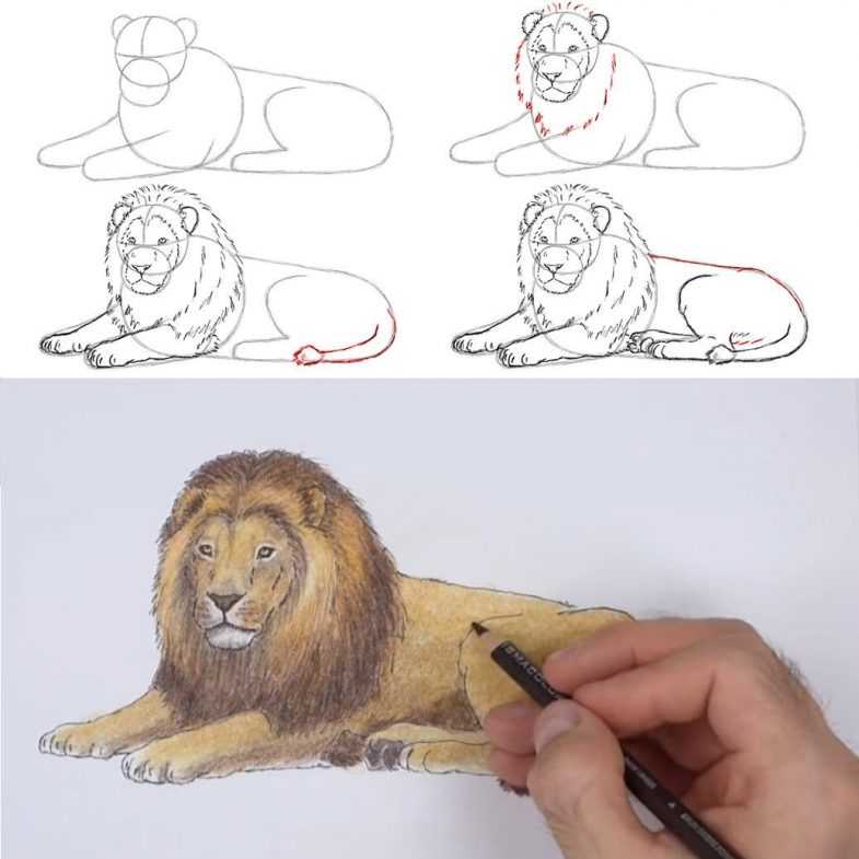 Чтобы нарисовать голову льва, необходимо сделать несколько шагов Рисунки карандашом для детей, в профиль, черно-белый, цветной, графика, аниме, из мультфильма, с короной рычащий Для сморщивания носа нужно добавить на него несколько линий В открытой пасти