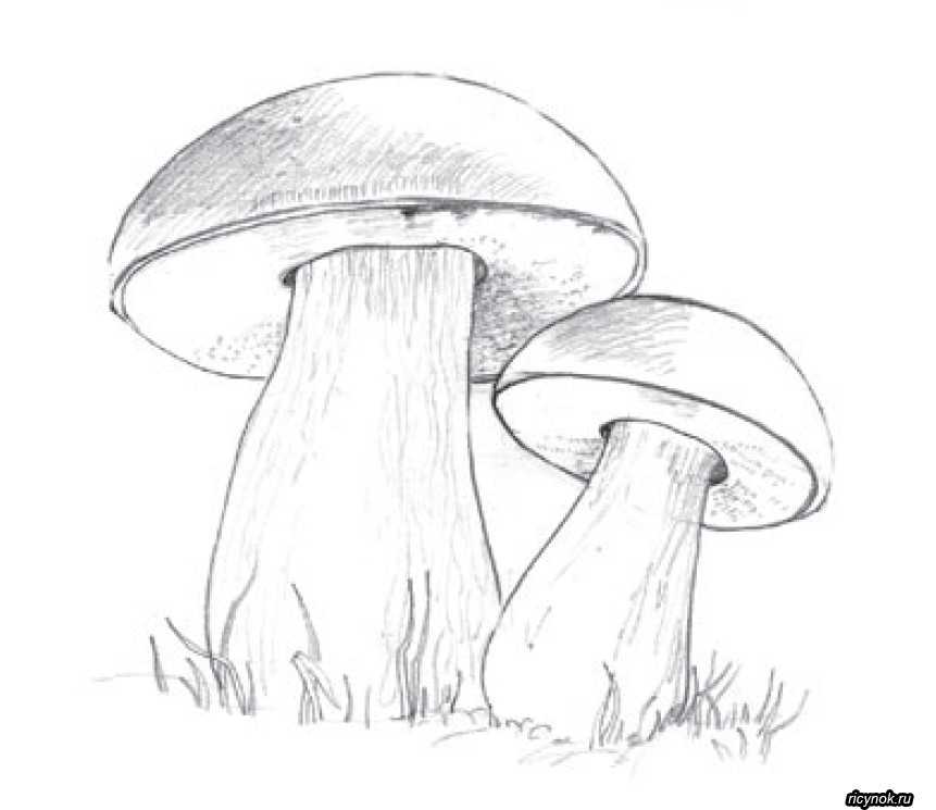 Как нарисовать грибы карандашом поэтапно для ребёнка