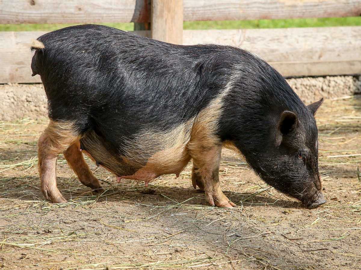 Мясные породы свиней: обзор 18 самых популярных для выращивания поросят на бекон с фото и описанием, характеристики, а также какие из них лучшие для россии