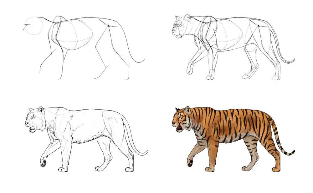 Как нарисовать голову тигра карандашом поэтапно