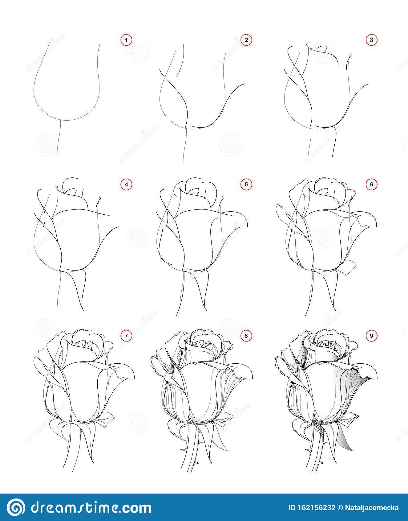 Пошаговое рисование розы