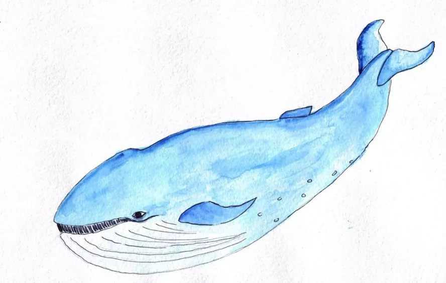Как нарисовать кита: карандашом поэтапно для детей, красками для начинающих, видео мастер-класса, синий пошагово