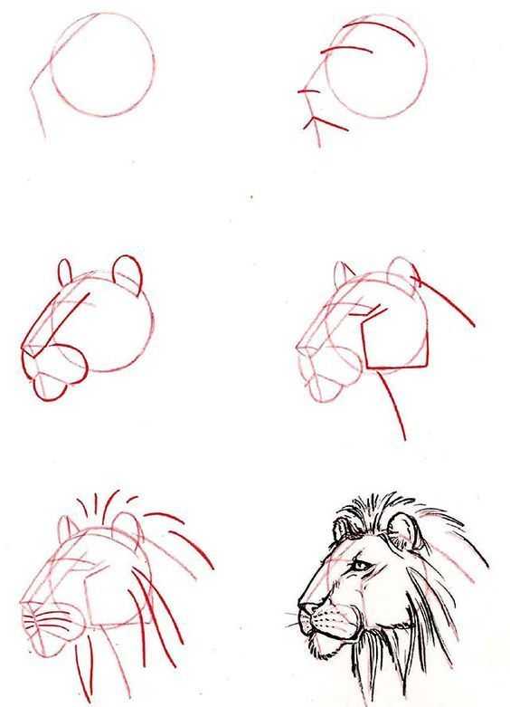 Как нарисовать льва поэтапно: легкий урок создания красивого рисунка льва карандашом