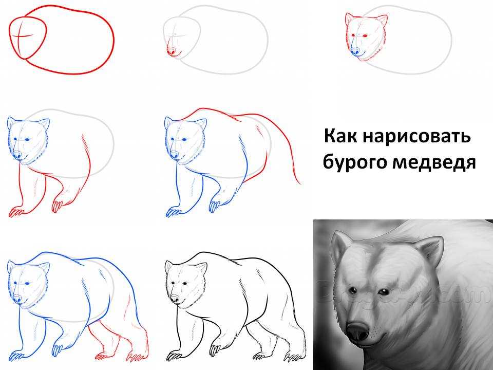 Как нарисовать медведя - поэтапная инструкция по рисования, бурого и белого медведя